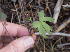 Lithophragma parviflorum parviflorum