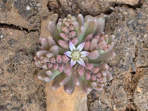Reddish Stonecrop