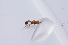 Tetramorium lanuginosum