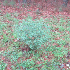 Baptisia nuttalliana