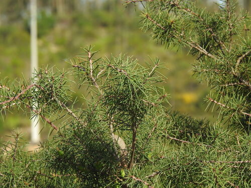 Bushy Needlewood (Hakea decurrens)