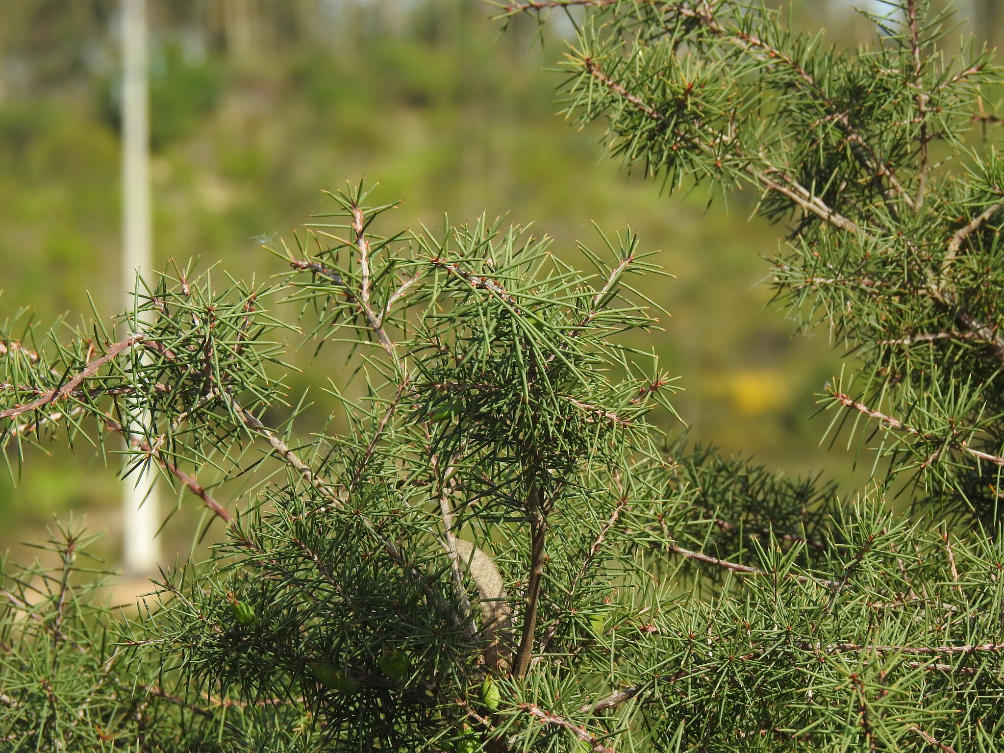 Bushy Needlewood (Hakea decurrens)