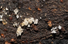 Physalacria australiensis