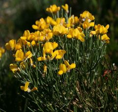 Genista radiata