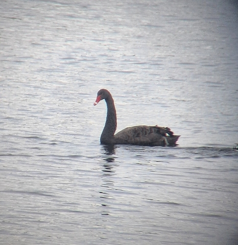 Black Swan
