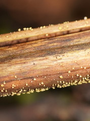 Lachnum pteridophyllum