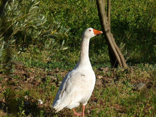 iNaturalist: (c) Margarida Curto, some rights reserved (CC BY-NC), uploaded by Margarida Curto iNaturalist image