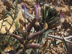 Astragalus sanctus