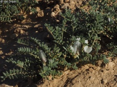 Astragalus tribuloides