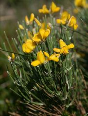 Genista radiata