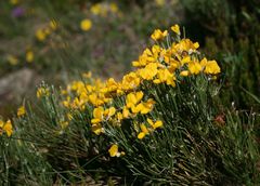 Genista radiata