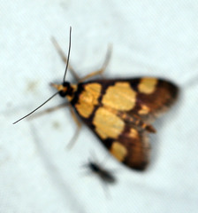 Deuterarcha xanthomela