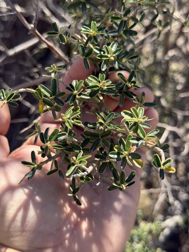 Desert Caper (Atamisquea emarginata)
