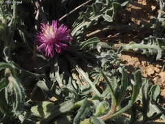 Centaurea ammocyanus