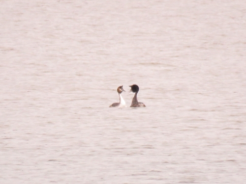 iNaturalist: (c) Dmitriy Davydov, some rights reserved (CC BY-NC), uploaded by Dmitriy Davydov iNaturalist image