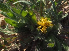 Centaurea benedicta