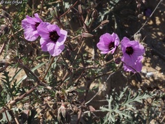 Erodium crassifolium