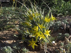 Gagea reticulata