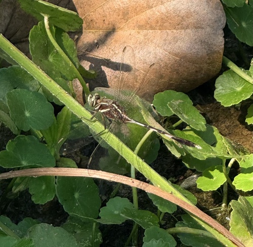 Slender Skimmer