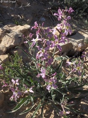 Matthiola