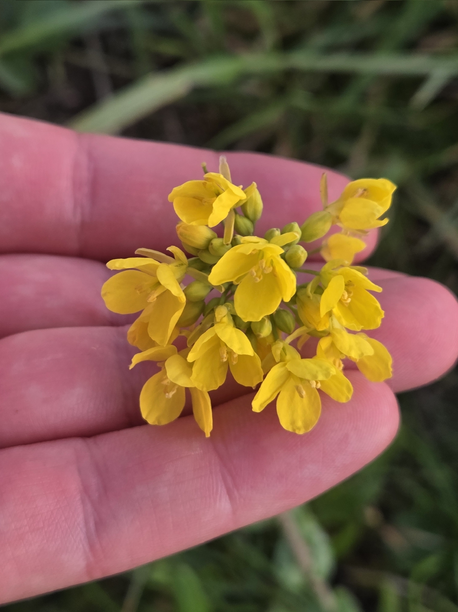 Field Mustard (Brassica rapa)