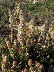 Reseda decursiva