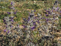 Salvia lanigera