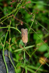 Constrictana constrictana