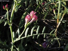 Vicia monantha