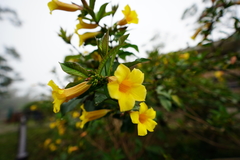 Allamanda schottii
