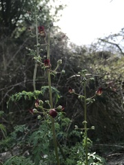 Scrophularia auriculata
