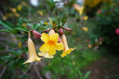 Allamanda schottii