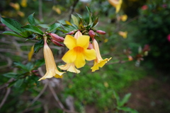 Allamanda schottii