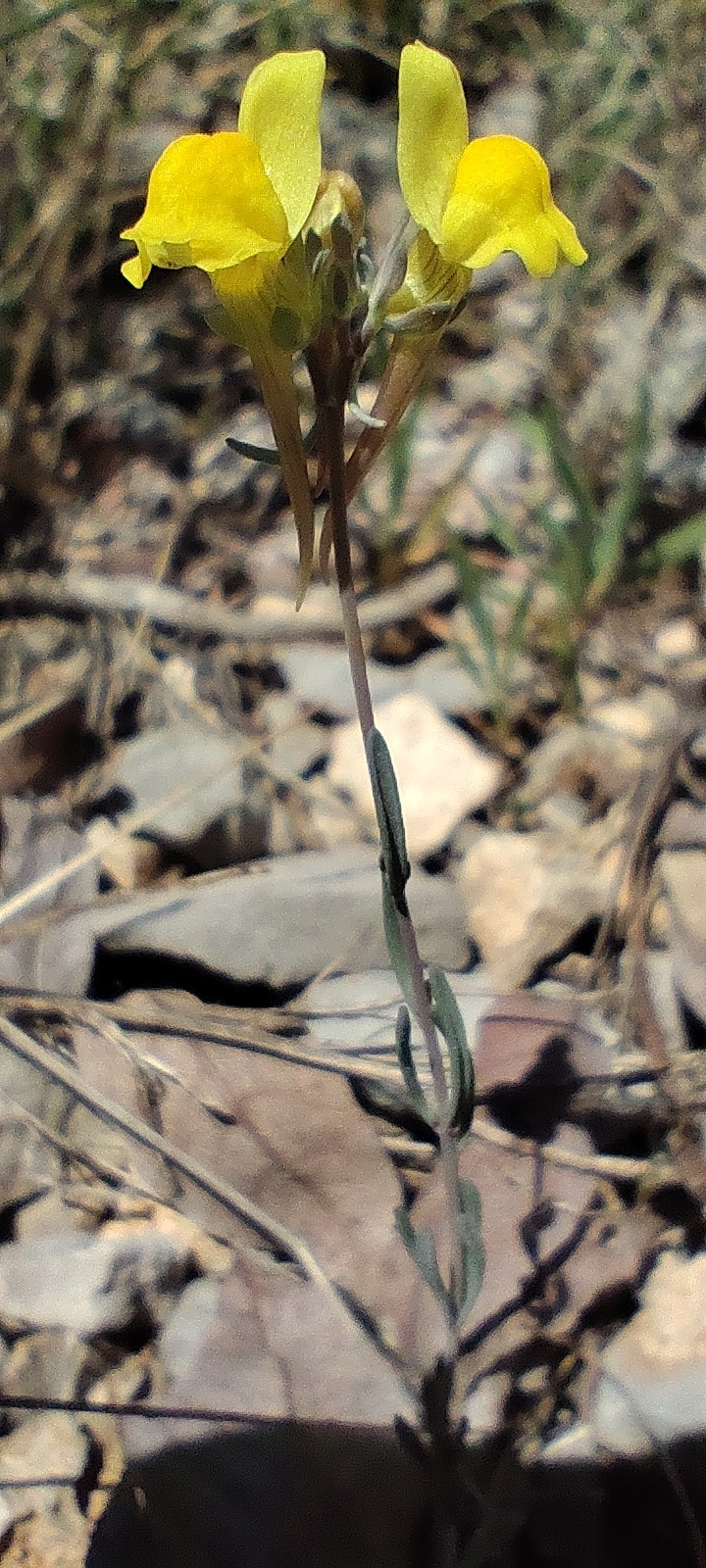 Linaria Oblongifolia (Linaria oblongifolia)