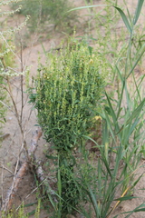Linaria acutiloba