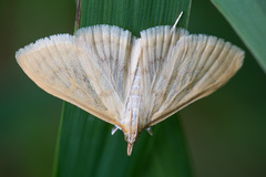 Paratalanta hyalinalis