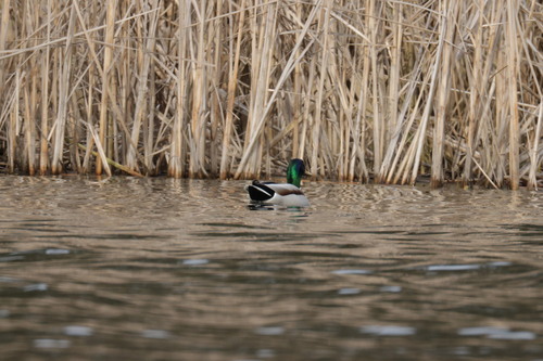 iNaturalist: (c) o815idiot, some rights reserved (CC BY-NC) iNaturalist image