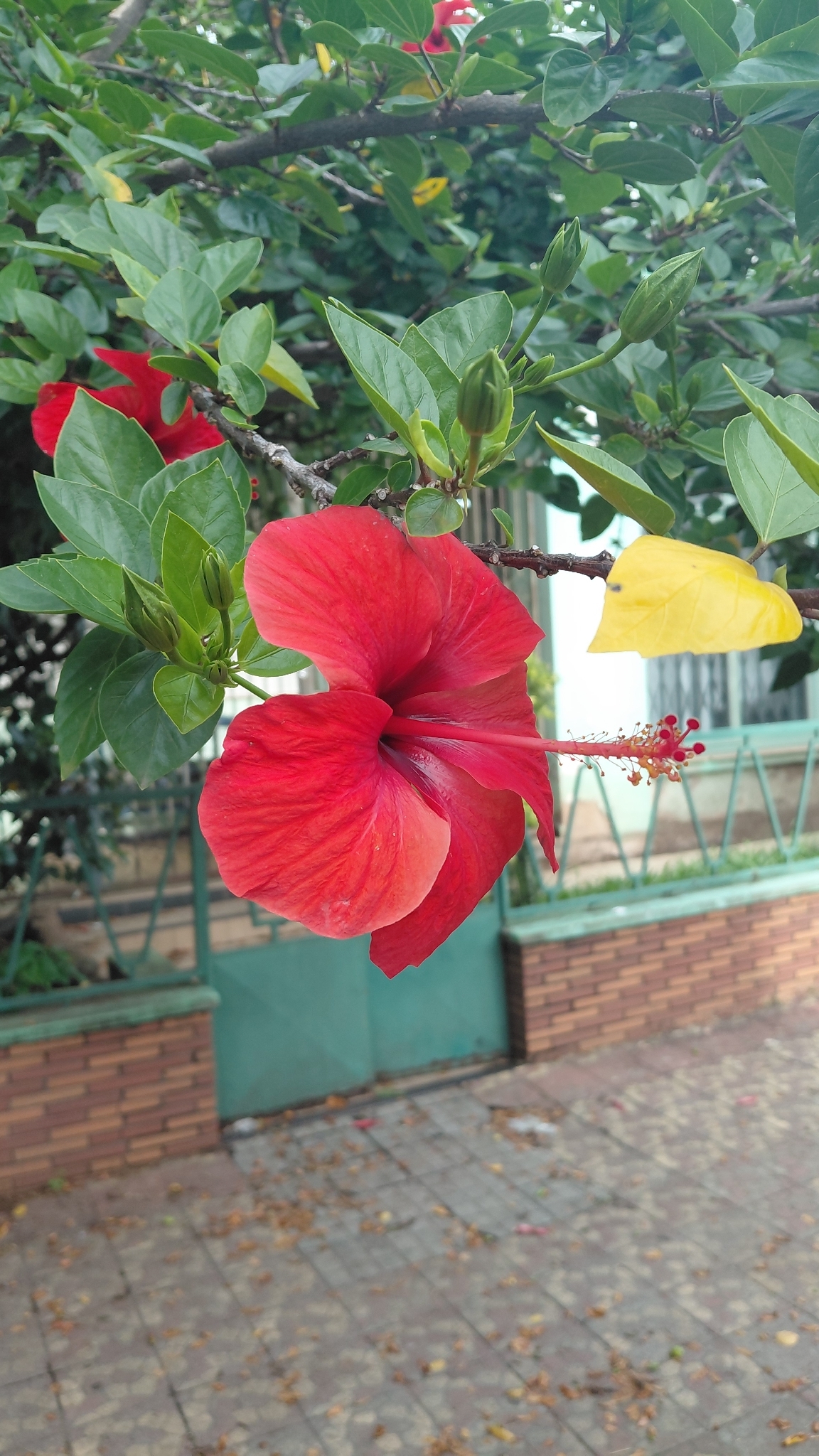 Hibiscus rosa-sinensis