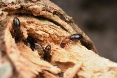 Colobopsis nipponica