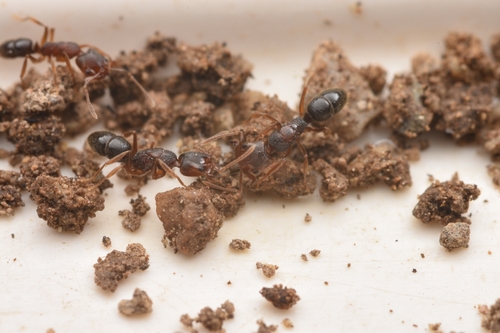 Anochetus shohkiAnochetus shohki