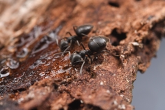 Technomyrmex brunneus