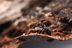 Technomyrmex brunneus