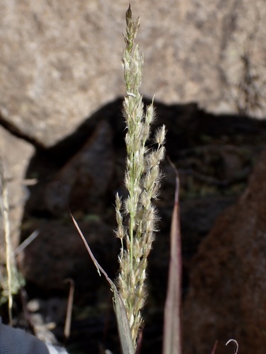 Sourgrass (Digitaria insularis)