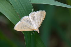 Paratalanta hyalinalis