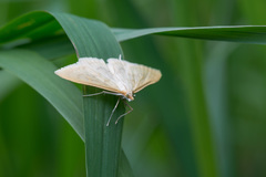 Paratalanta hyalinalis