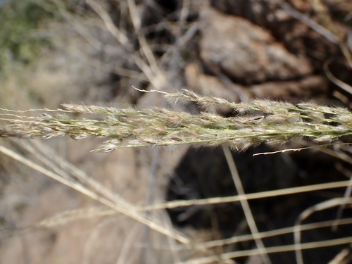 Digitaria insularis, photograph 3