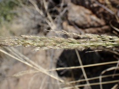 Digitaria insularis, photograph (c) Sue Carnahan, some rights reserved (CC BY)