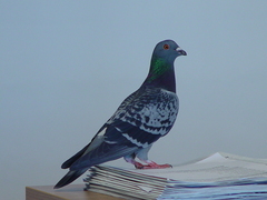 Columba livia domestica