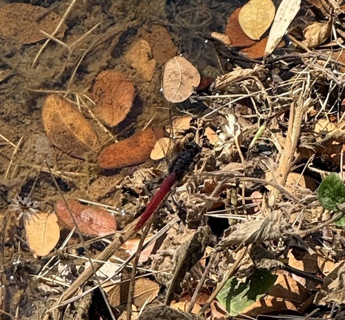 Crimson-tailed Marsh Hawk