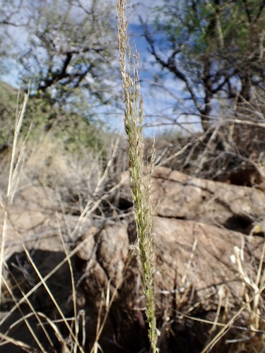 Digitaria insularis, photograph 4
